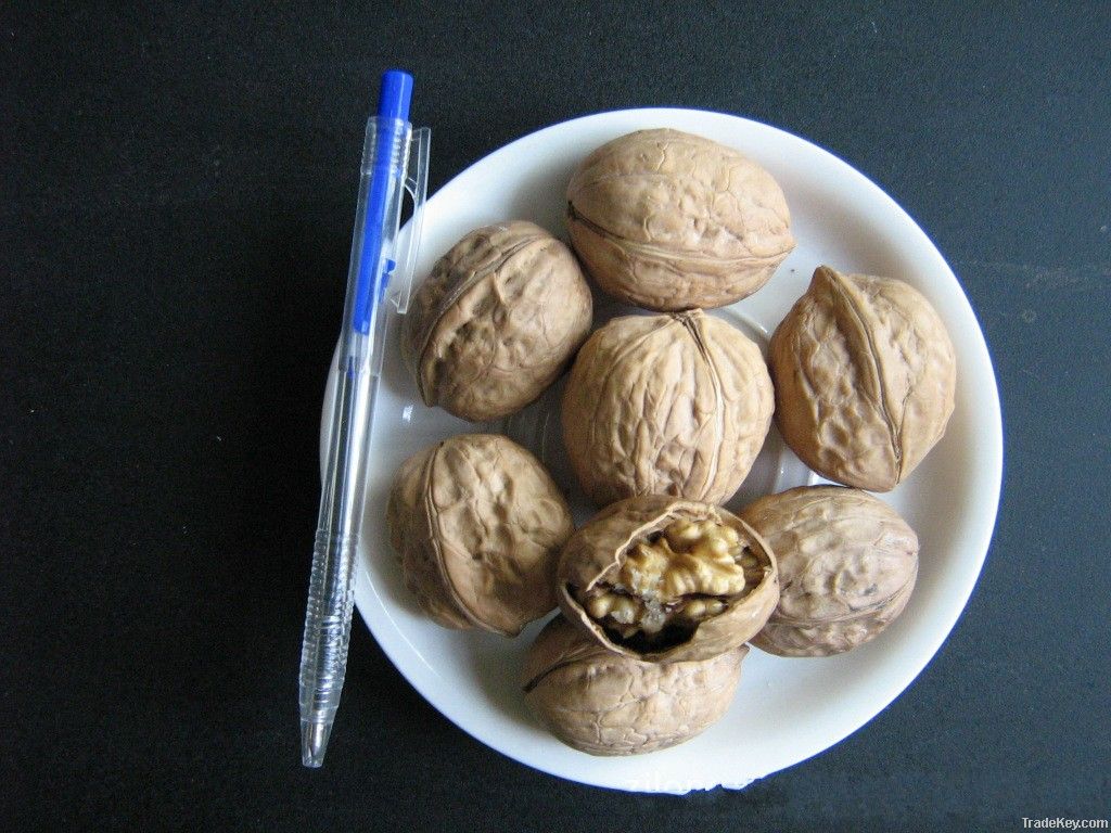 Chinese Walnut in shell