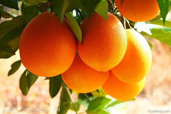 navel orange