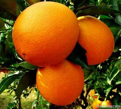 Gannan orange