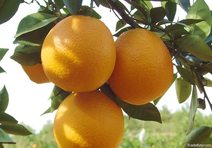 fresh navel orange fruit