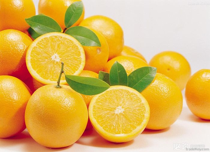 succulent navel orange fruit