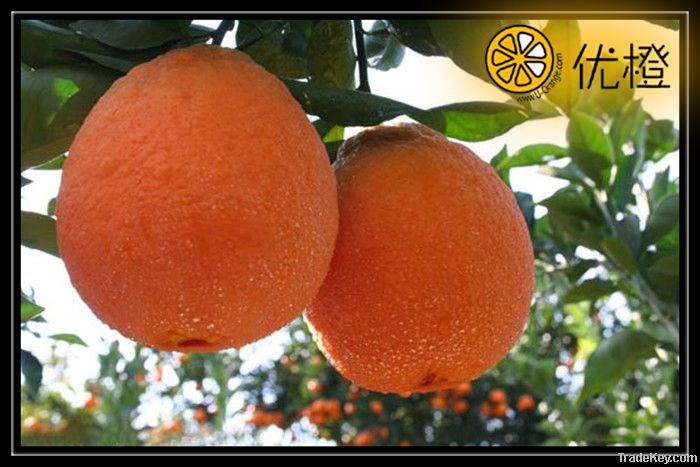 2012 Tasty Seedless Navel Oranges