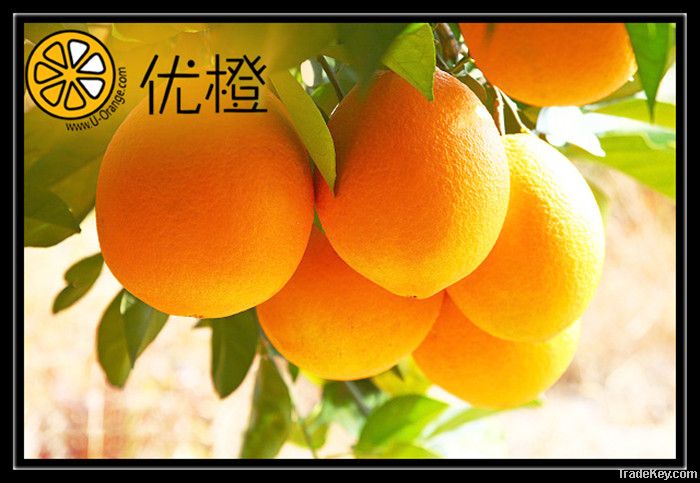 2012 Tasty Seedless Navel Oranges