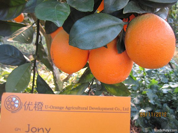 2012 Tasty Juicy Navel Oranges