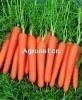 chinese fresh carrot