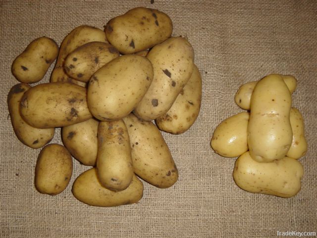 Dutch potatoes/Pomme de terre hollandais