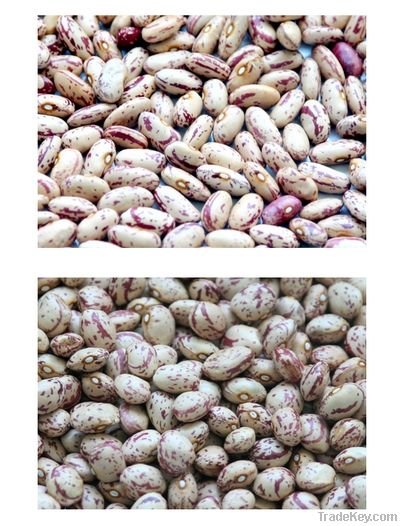 Light Speckled Kidney beans