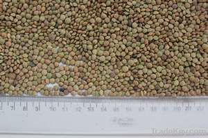 Green Lentil