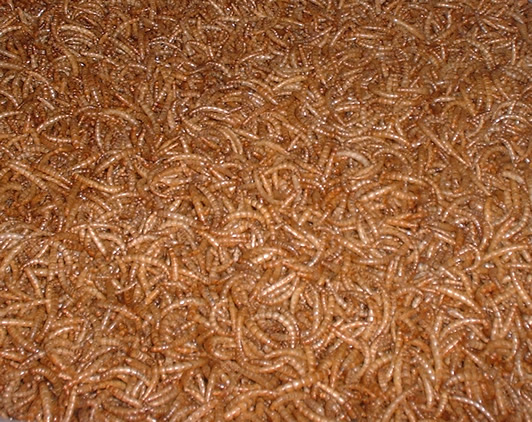 mealworm