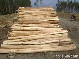 Eucalyptus logs