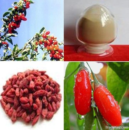 20%, 40%, 60% Barbary Wolfberry Fruit plant exract
