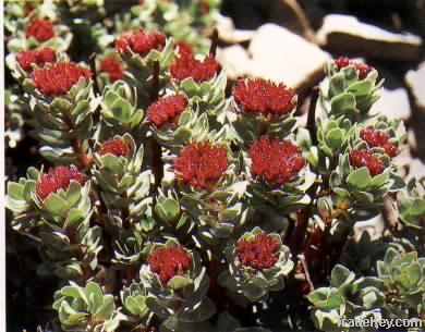 1%-10% Rhodiola plant extract