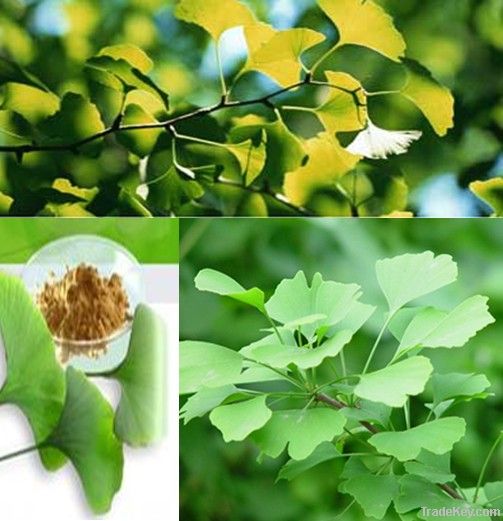 Ginkgo Biloba Leaf plant  Extract