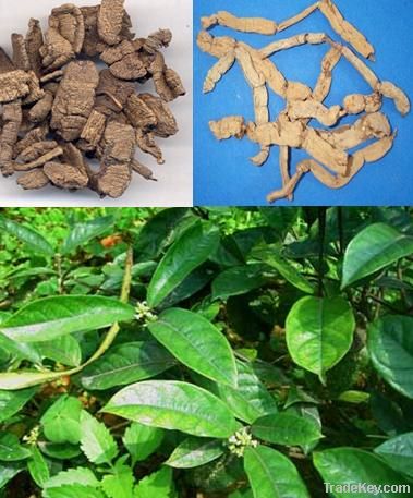 Medicinal Indianmulberry Root plant extract