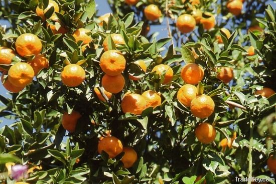 Oranges and other Citrus fruits