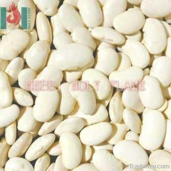 white kidney bean