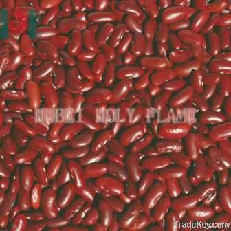 British type dark red kidney bean