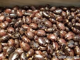 castor seeds