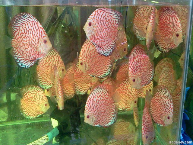 RED PIGEON DISCUS