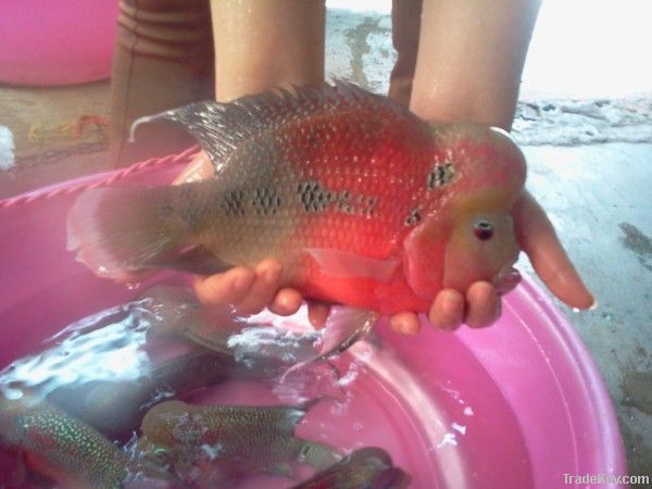 RED & YELLOW FLOWER HORN FISH