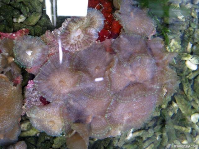 Tonga blue mushroom coral