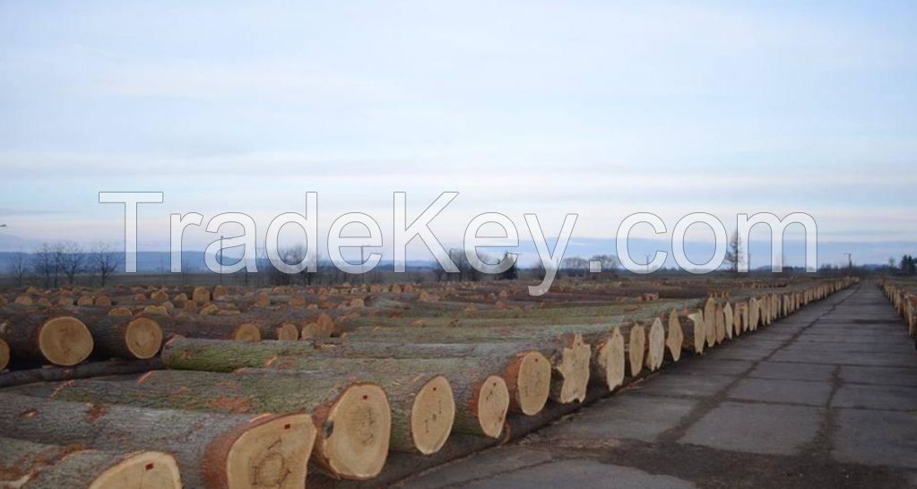 Fresh Cut White Oak Logs From Europe