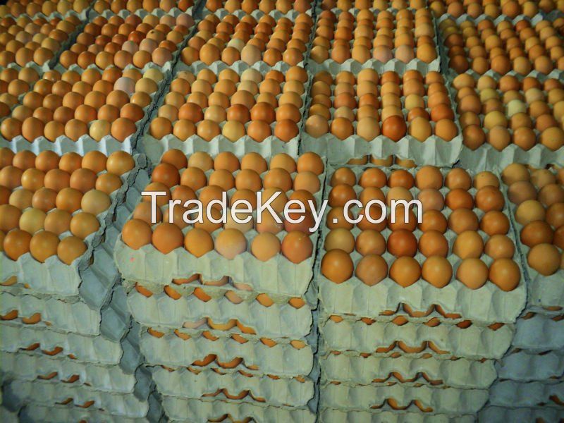 Premium quality fresh table eggs