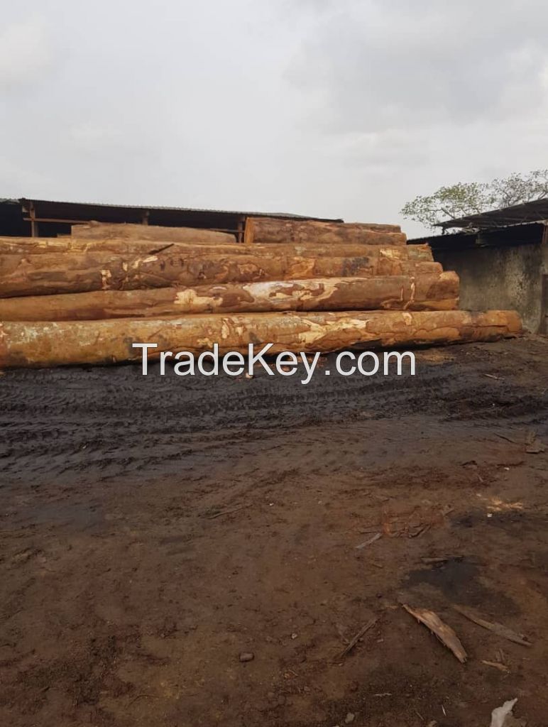 Azobe Wood Logs , Pachyloba , Tali , Ebony , Iroko , Ayous