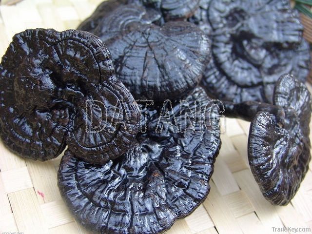 Lucid Ganoderma/Mushroom