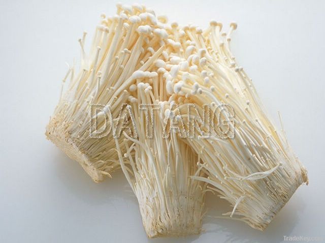 Enoki Mushroom