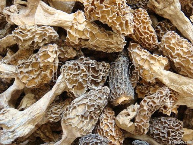 Morchella/Mushroom