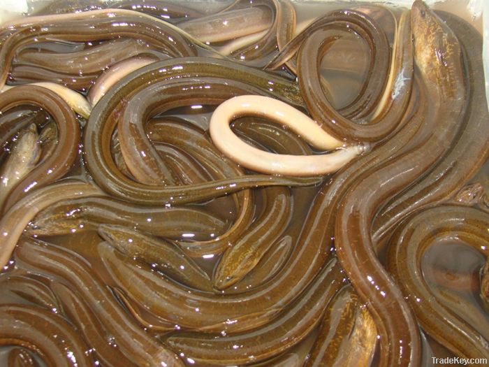 LIVE YELLOW ASIAN SWAMP EEL