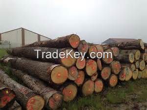 FRESH CUT POPLAR LOGS, STRAIGHT POPLAR LOGS,EUROPEAN POPLAR LOGS,POPLAR LUMBER,SAWN POPLAR LUMBER