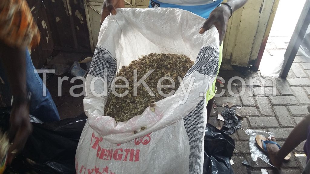 Moringa seeds