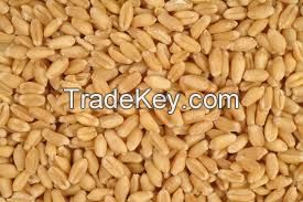 Wheat grain