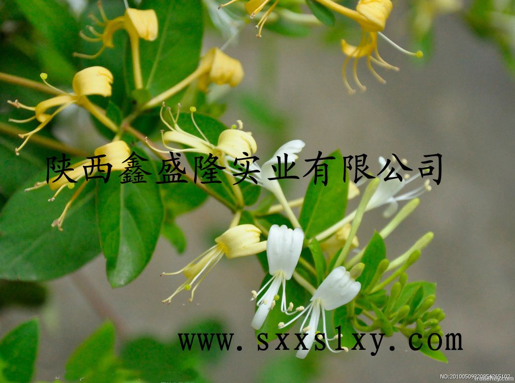 HoneySuchle flowers extract