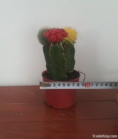 Cactus Miniature Garden