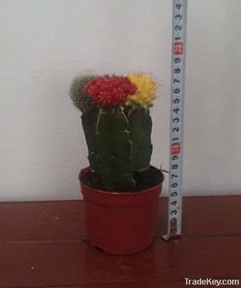 Cactus Miniature Garden