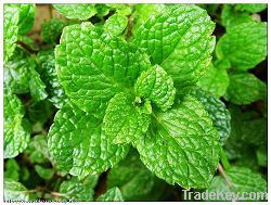 Peppermint extract