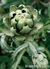 Artichoke extract