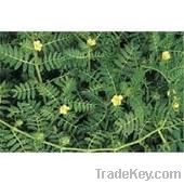 Tribulus terrestris extract