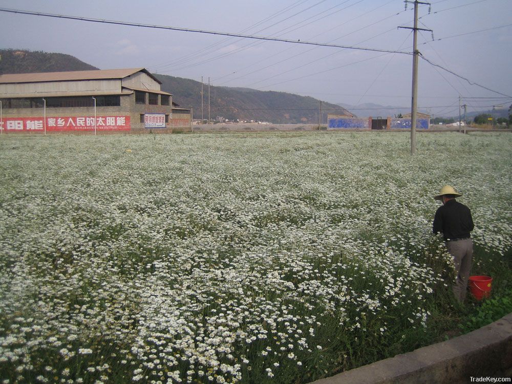pyrethrum extract