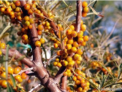 sea buckthorn seed oil/powder/extract/juice