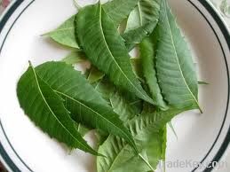 Neem Leaf