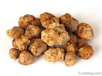 Italian White Truffles - Tuber Magnatum Pico