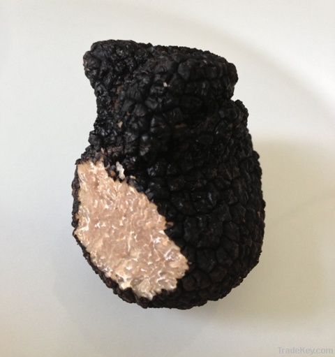 Tuber Uncinatum Chatin - Black Autumn Truffle