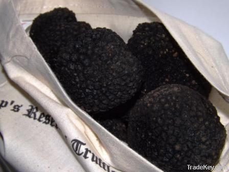 Black Summer Truffles - Tuber Aestivum Vitt