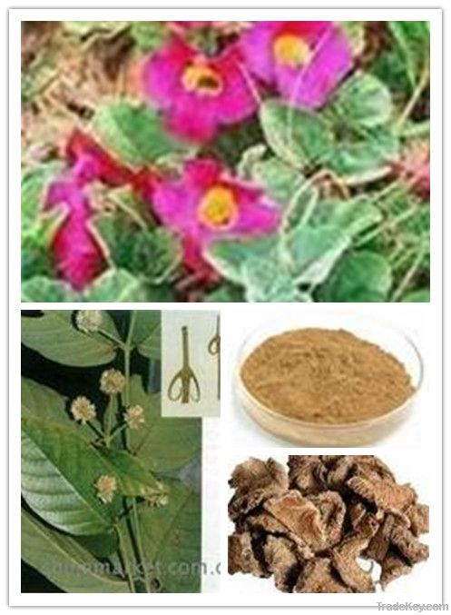 Pure natural Devil's Claw Extract with high quality and low price