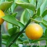 Orange peel Extract Hesperidin