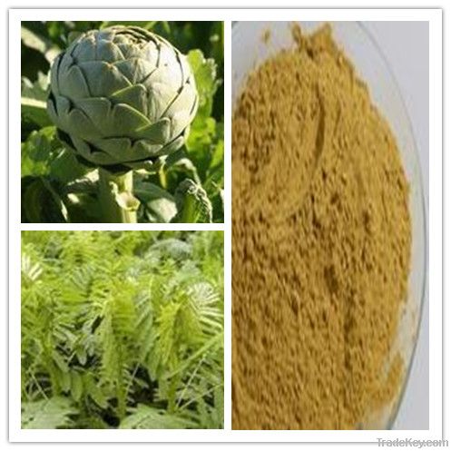 Top pure natural artichoke leaf extract flavonoids